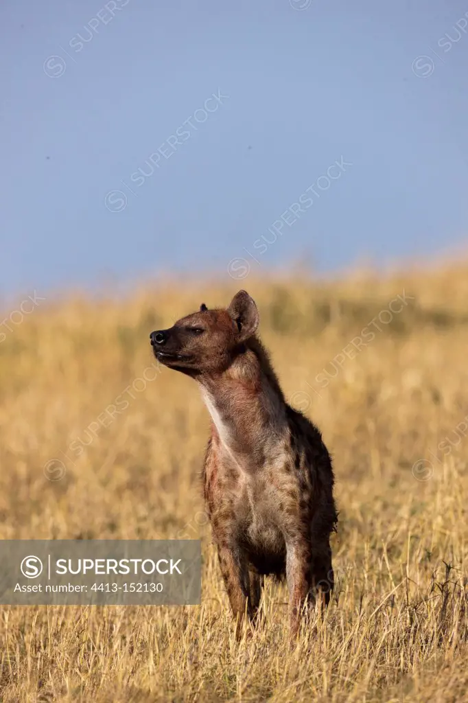 Spotted hyena in the Masai Mara NR Kenya
