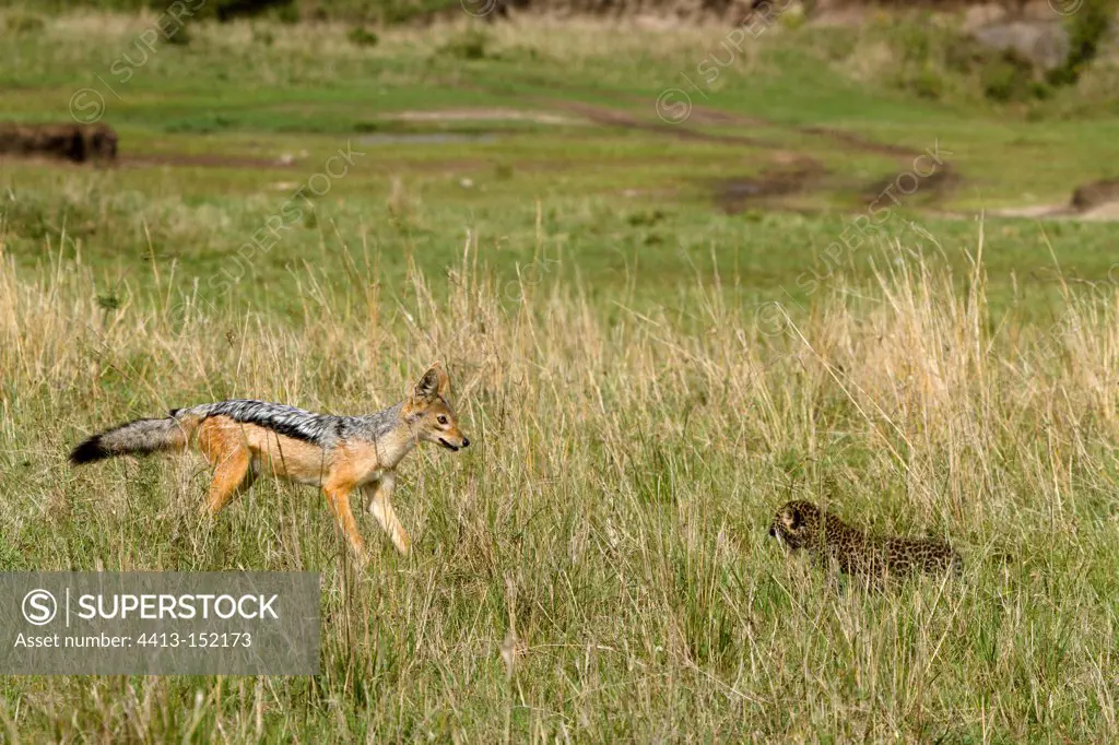 Alone leopard cub attacked by jackal Masai Mara NR Kenya