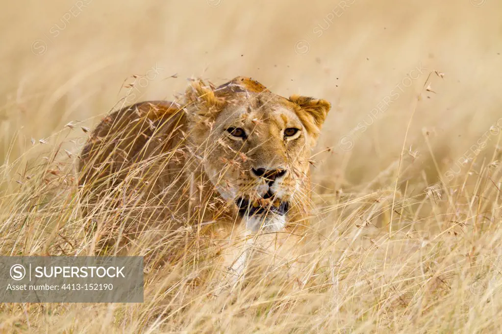 Lioness hunting in the Masai Mara NR Kenya