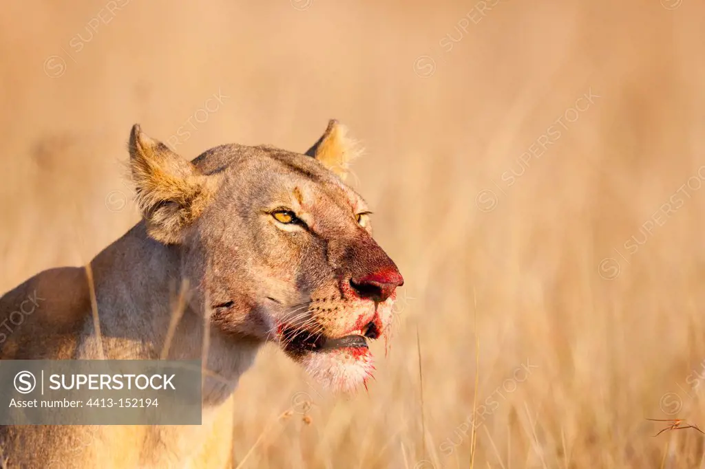 Portrait of a Lioness nose bloodied Kenya