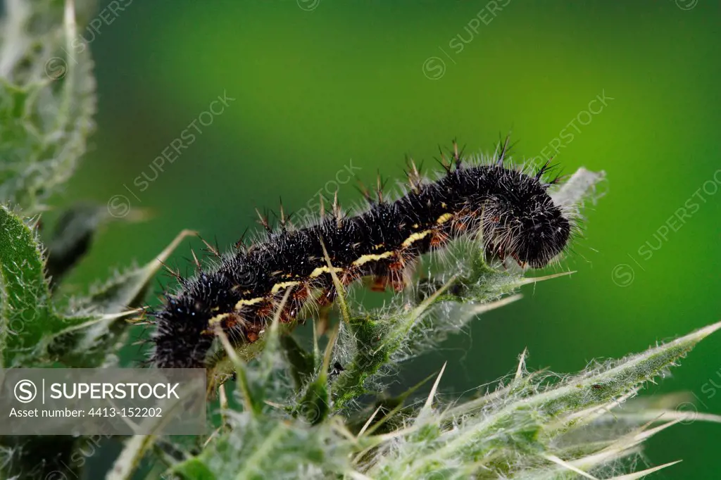 Painted Lady caterpillar on a Thistle France