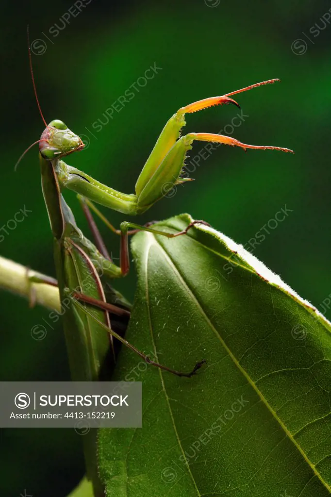 Praying mantis on a leaf France