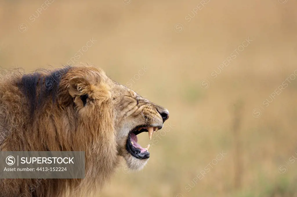 Portrait of a Lion male in the Masai Mara NR Kenya