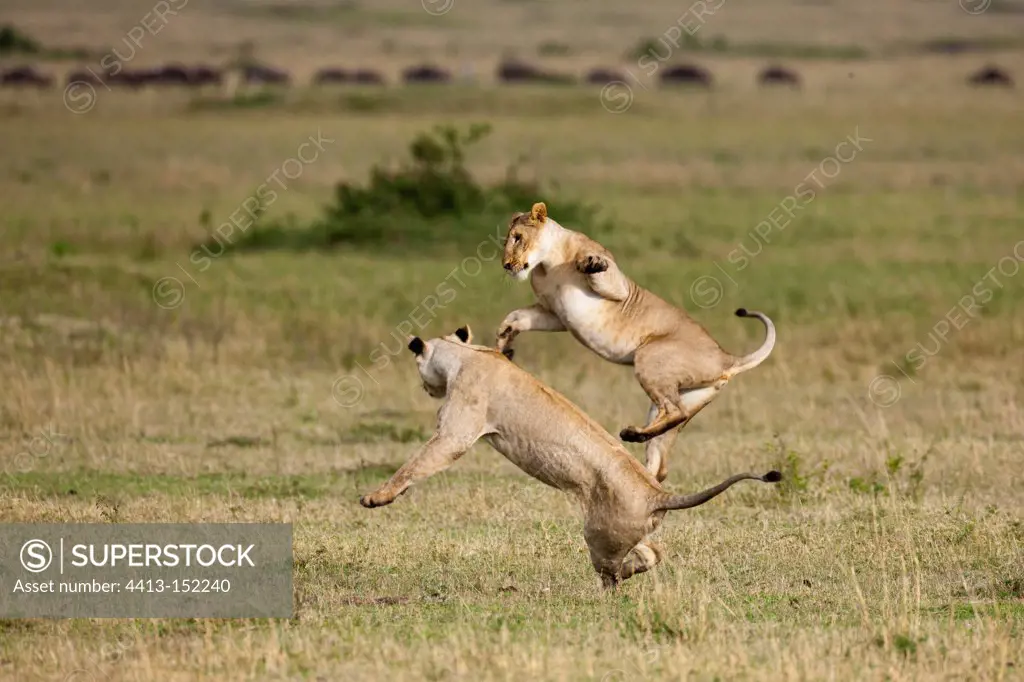 Two Lionesses playing in the RN of the Masai Mara in Kenya