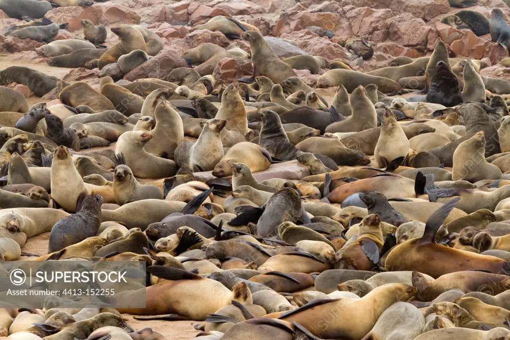 Cap Fur Seals colony in the reserve of Cape Cross Namibie