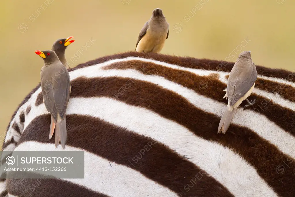 Grant's zebra and yellow-billed oxpeckers Masai Mara NR