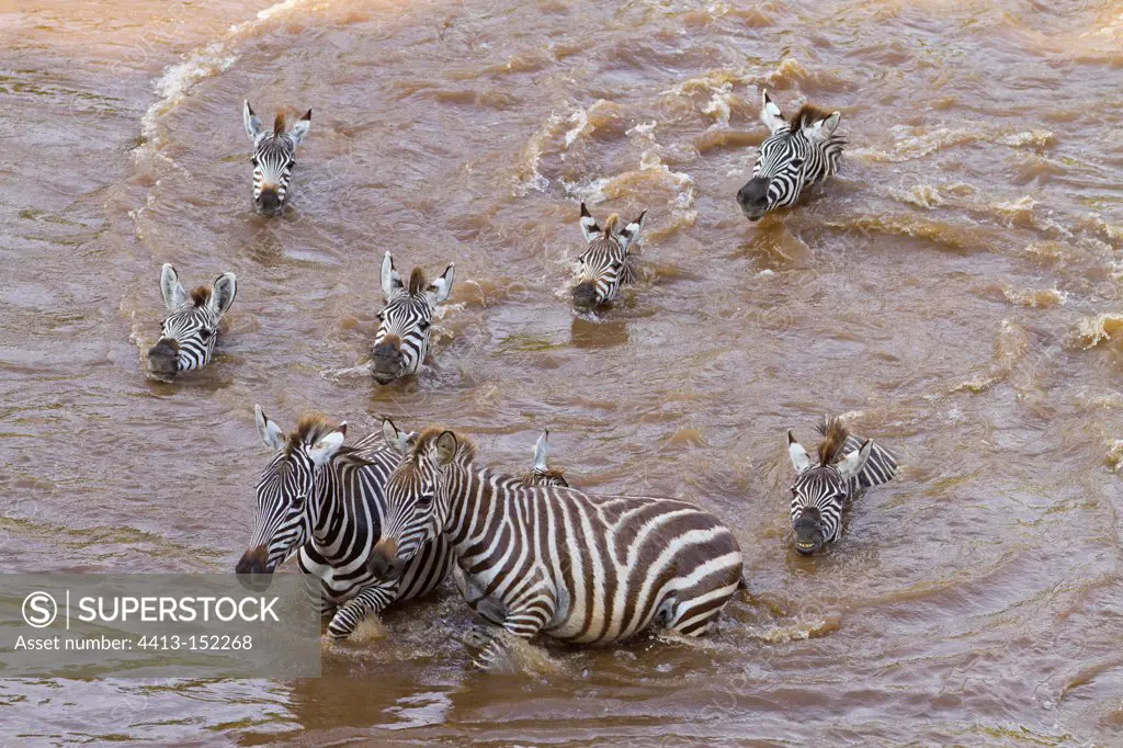 Grant's zebras crossing of the Mara river Masai Mara NR