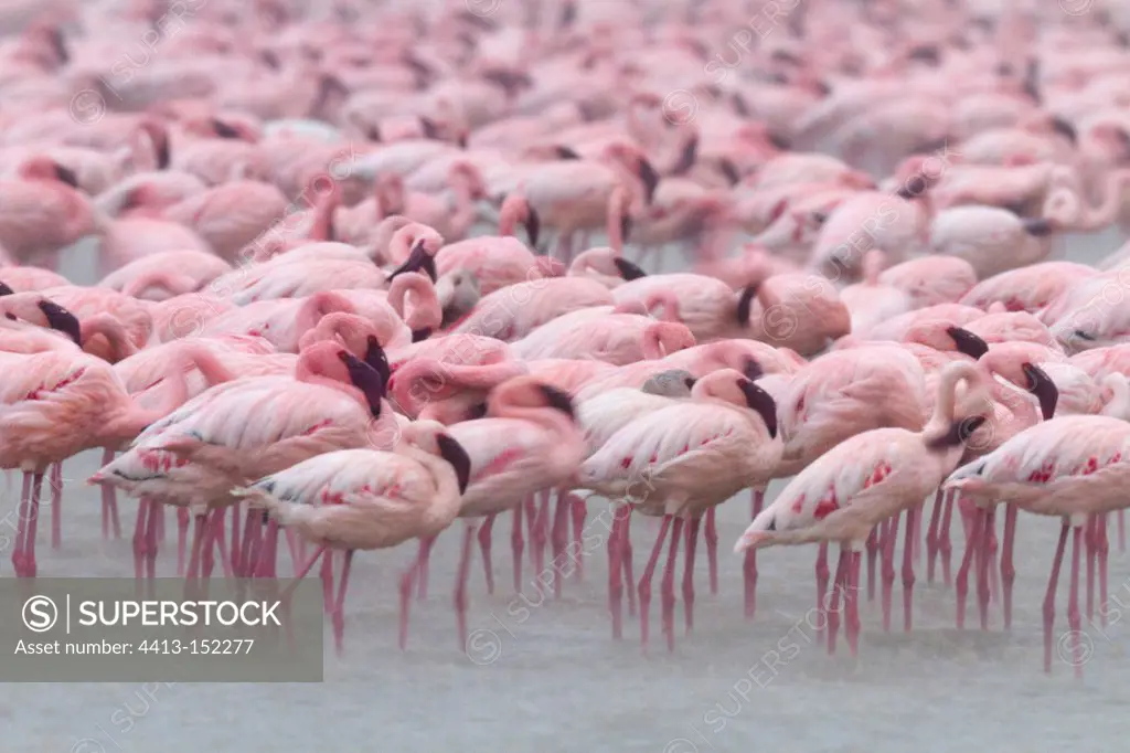 Lesser flamingoes under the rain Nakuru lake Kenya