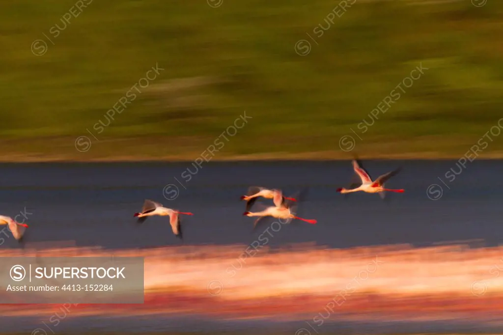 Lesser flamingoes flying Lake Bogoria in Kenya