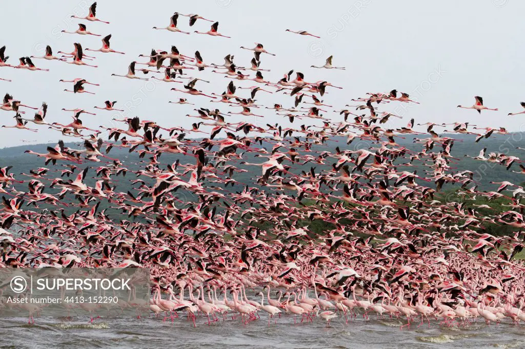 Colony of Lesser flamingoes on Lake Bogoria in Kenya
