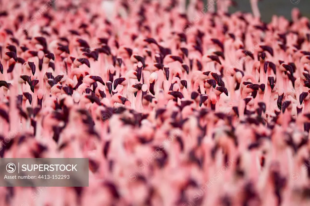 Colony of Lesser flamingoes on Lake Bogoria in Kenya