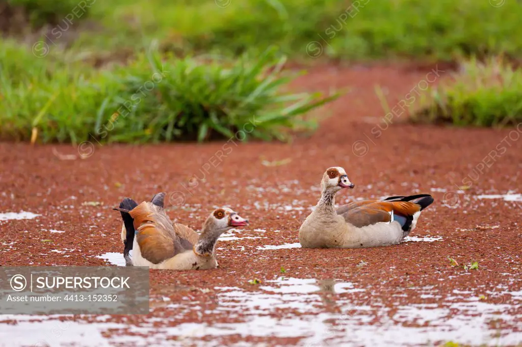 Egyptian Geese on water in the Amboseli NP Kenya