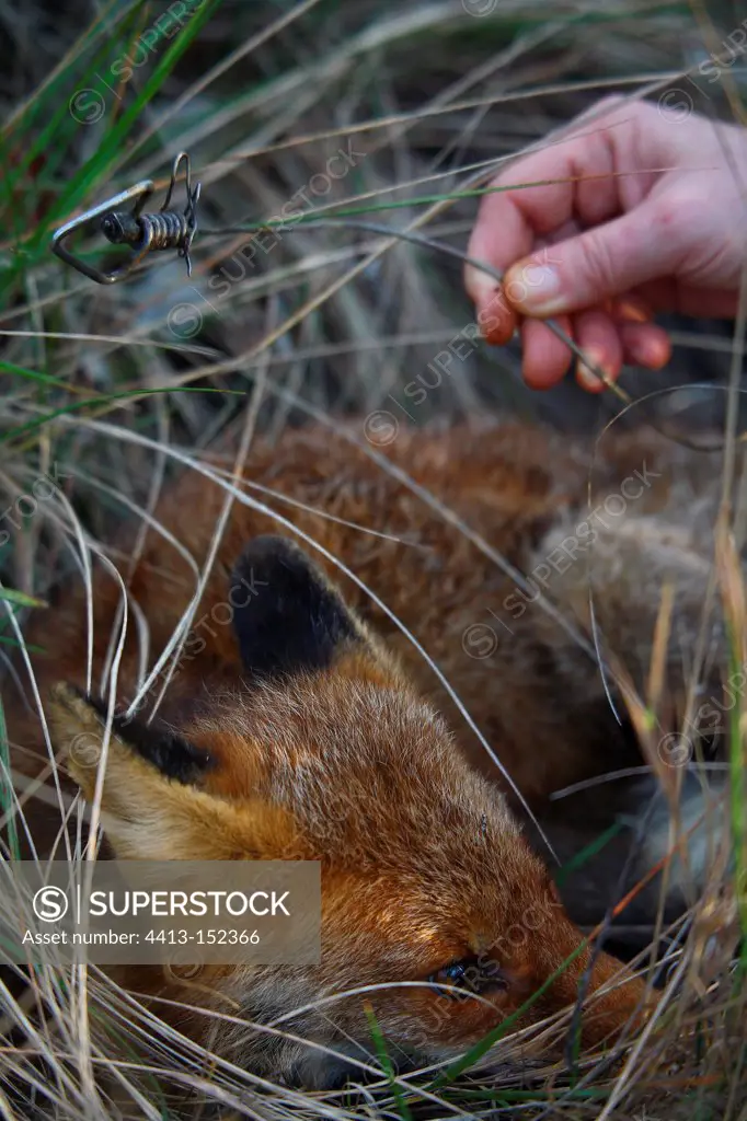Young fox caught in a snare