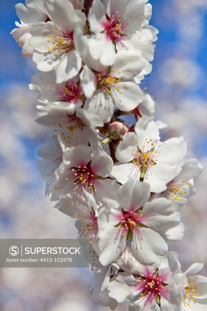 Almond trees in bloom Provence France