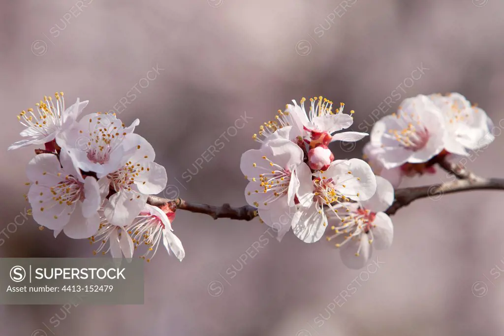 Apricot tree in bloom Provence France