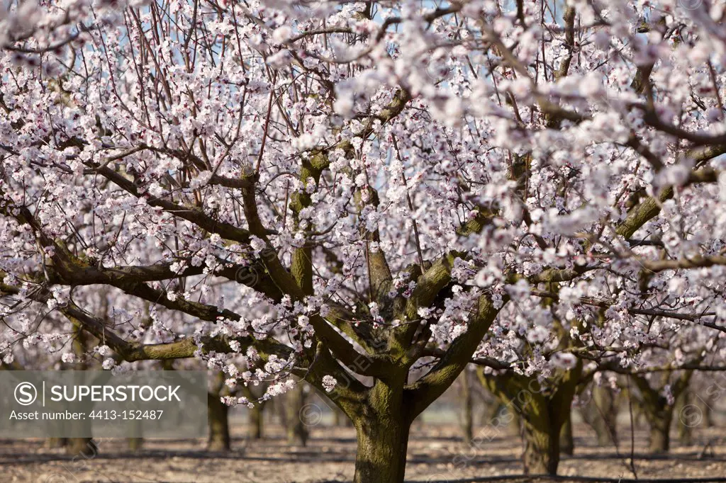 Apricot trees in bloom in the Drome France