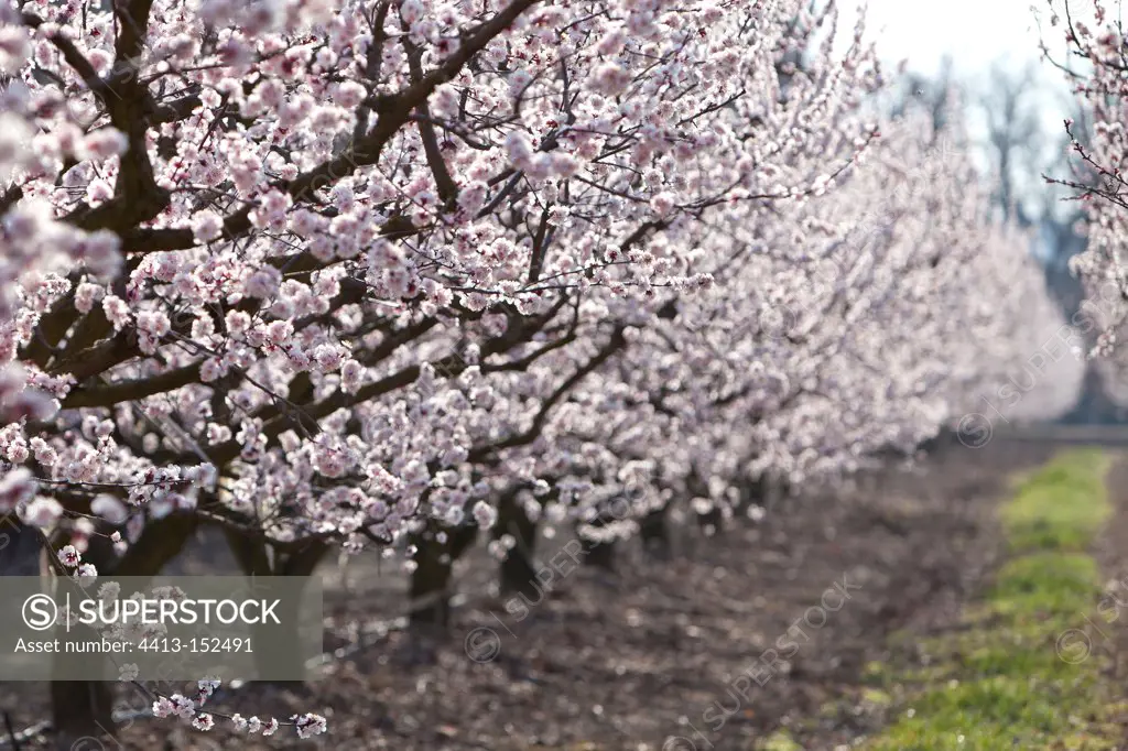 Apricot trees in bloom in the Drome France