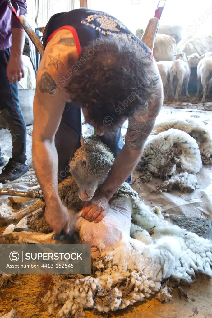 Shearing a sheep Merino d'Arles in Provence France