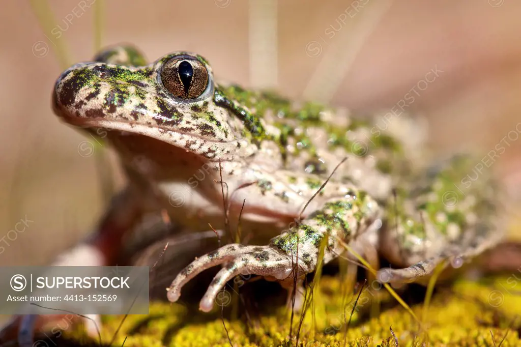 Portrait of a Parsley Frog in Provence France