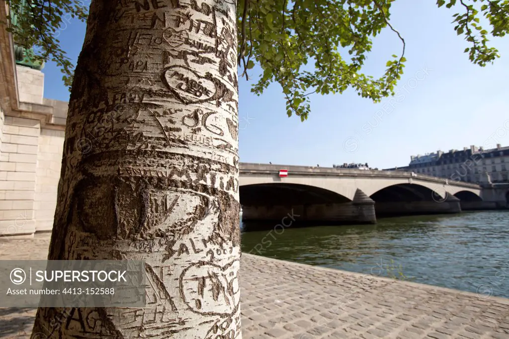 Bark of the trunk of a city carved in Aspen in Paris France