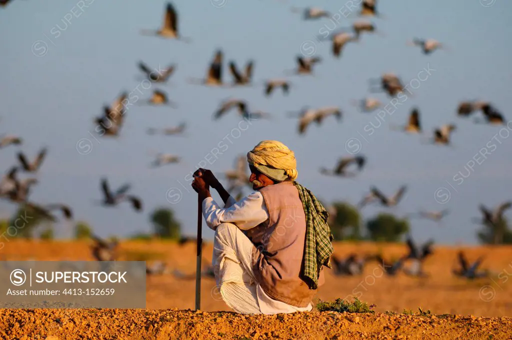Man looking after Crane Demoiselle flying Rajasthan India