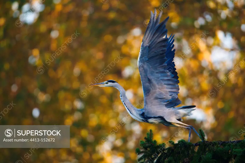 Grey Heron on a branch in autumn Bavaria Germany