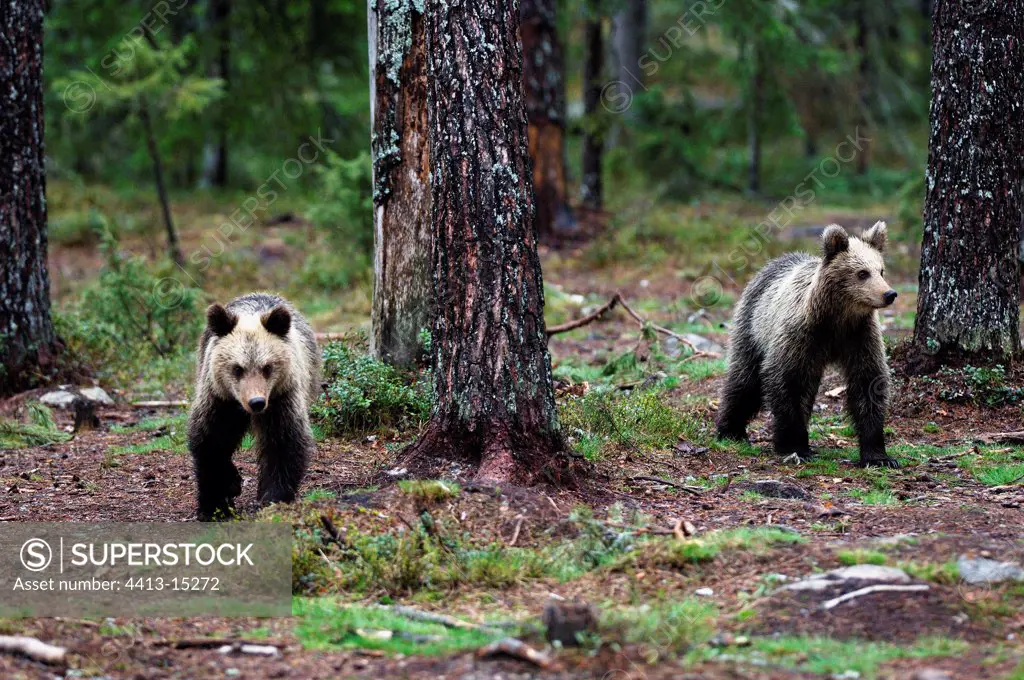 Brown bear cubs in underwood  Finland