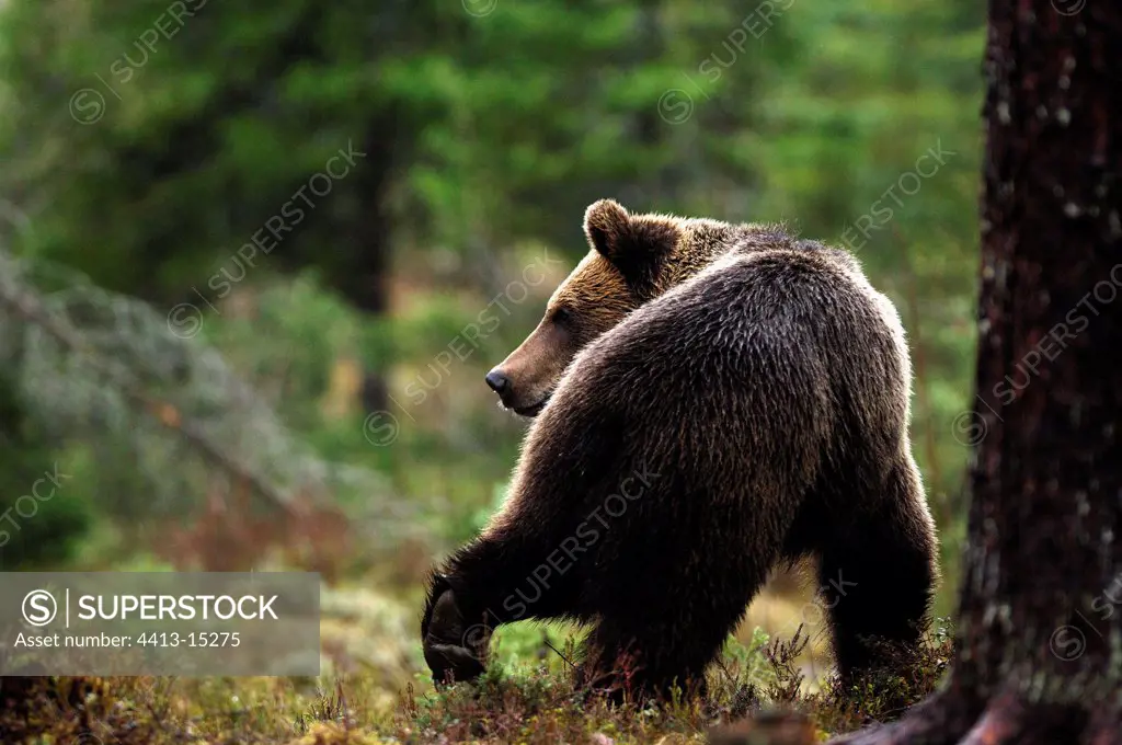 Brown bear in underwood  Finland