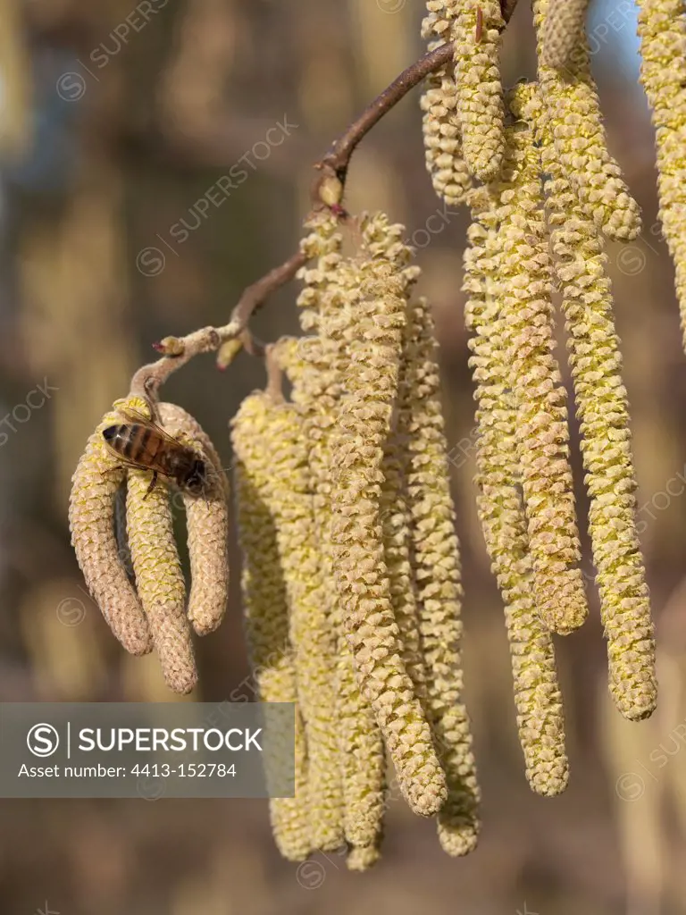 Bee on male catkins of contorted filbert in a garden