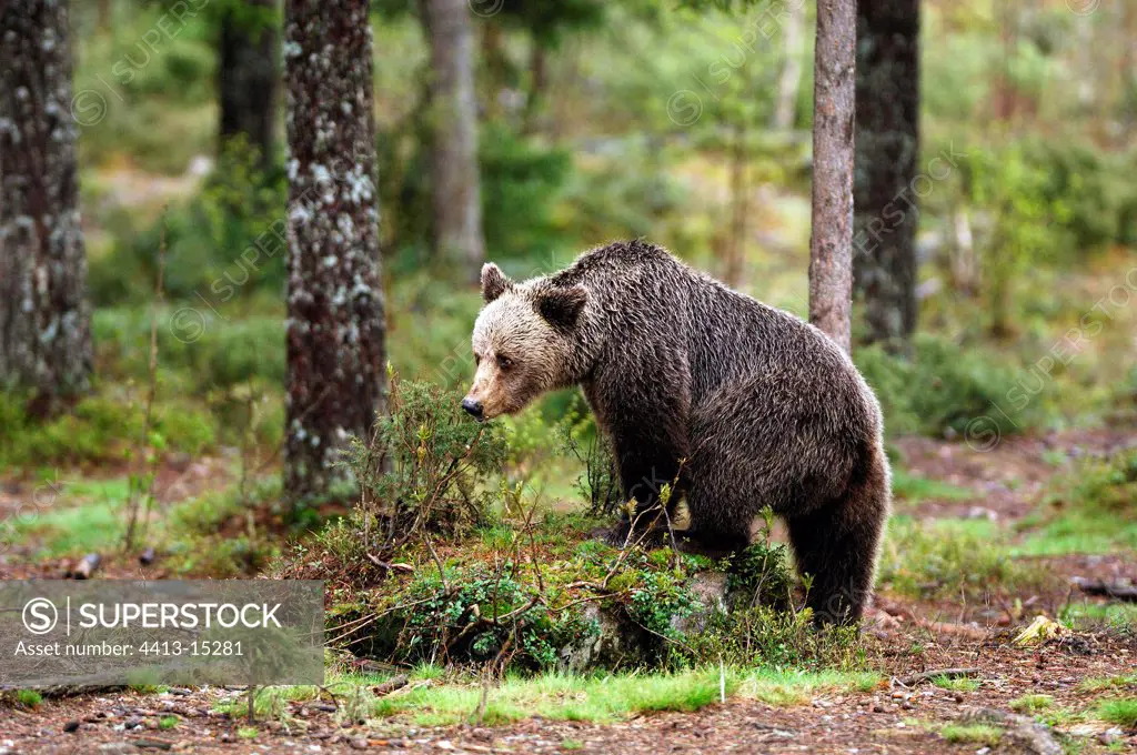 Young Brown bear in underwood Area of Kuhmo Finland