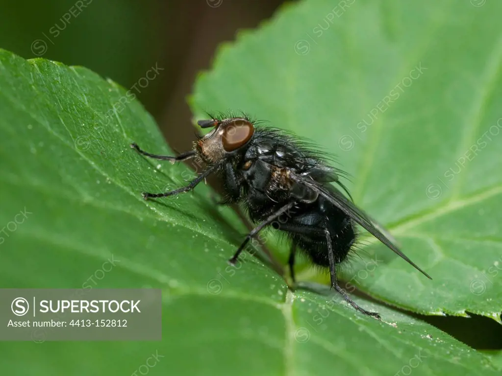 European bluebottle blowfly on a leaf