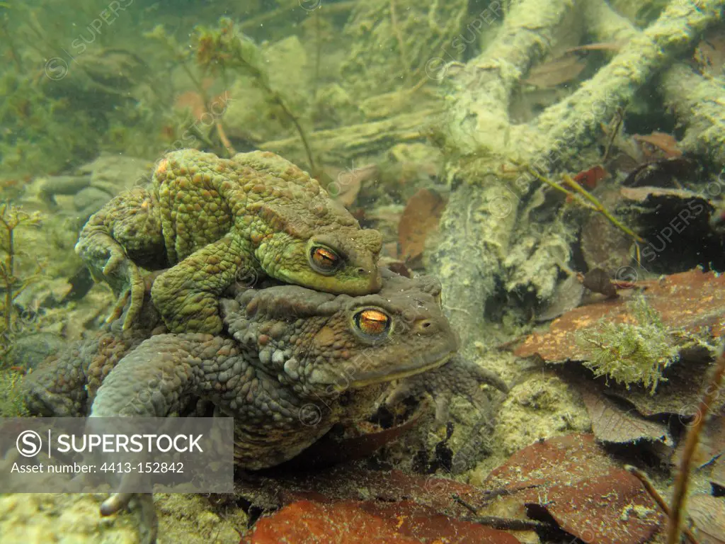Common toads mating in the bottom of a lake France