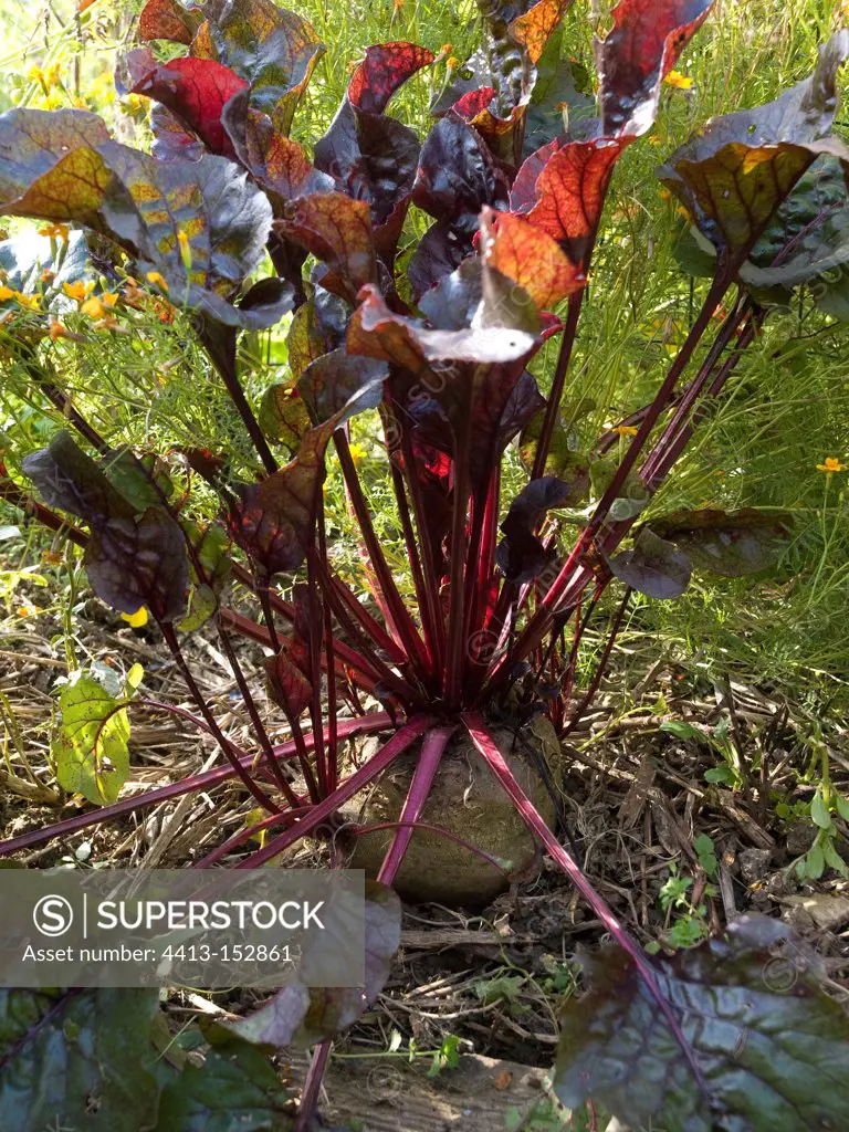 Red beet on ramial chipped wood mulch in a garden