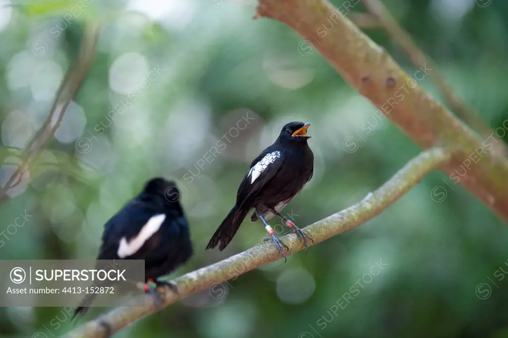 Seychelles Magpie-robin on a branch Cousin Island