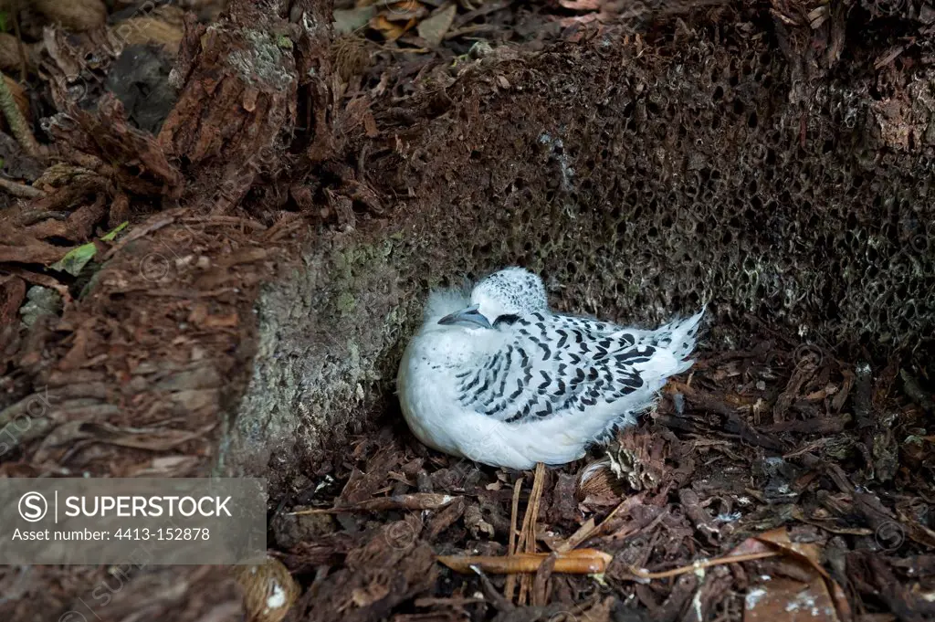Young White-tailed Tropicbird in the nest Cousin Island