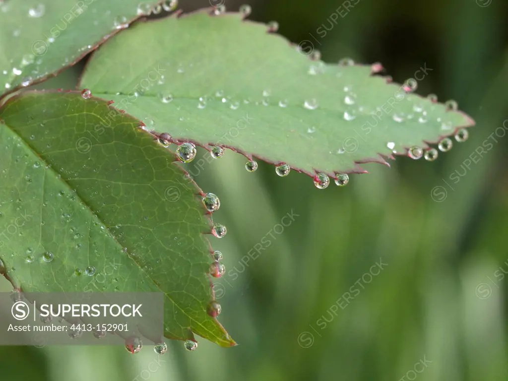 Drops of dew on a rose-tree leaf in a garden