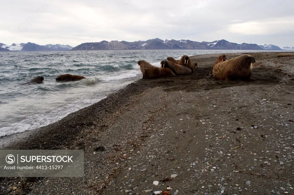Walrus colony Prins Carls Forland Island Svalbard Norway