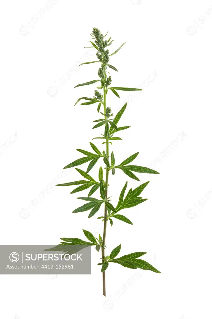 Sagebrush buds on white background