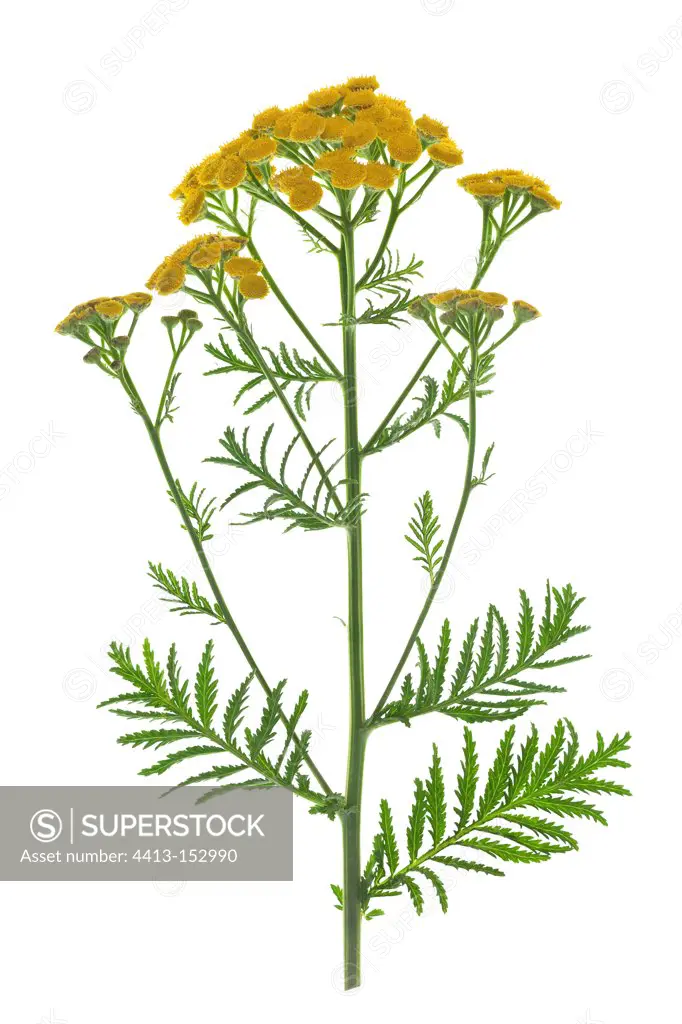 Common Tansy flowers on white background