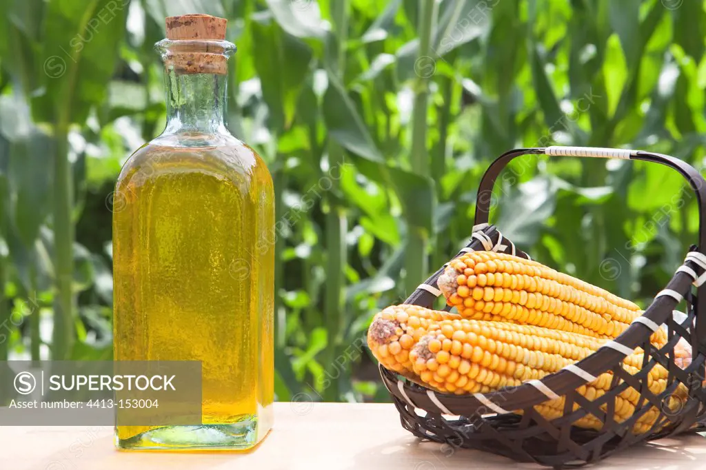 Ears in basket and Corn Oil beside a Corn field