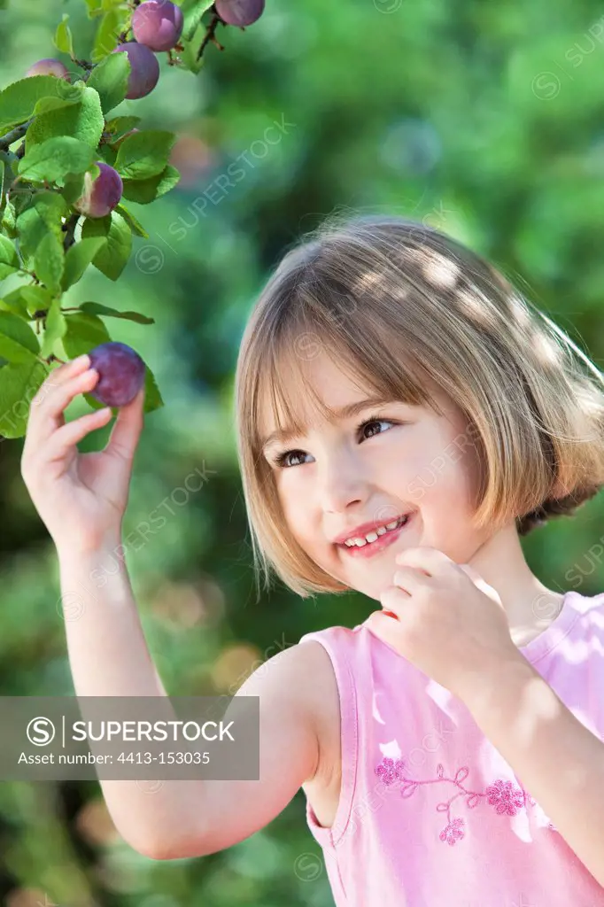Girl picking a plum 'Quetsche' in a gardenFrance