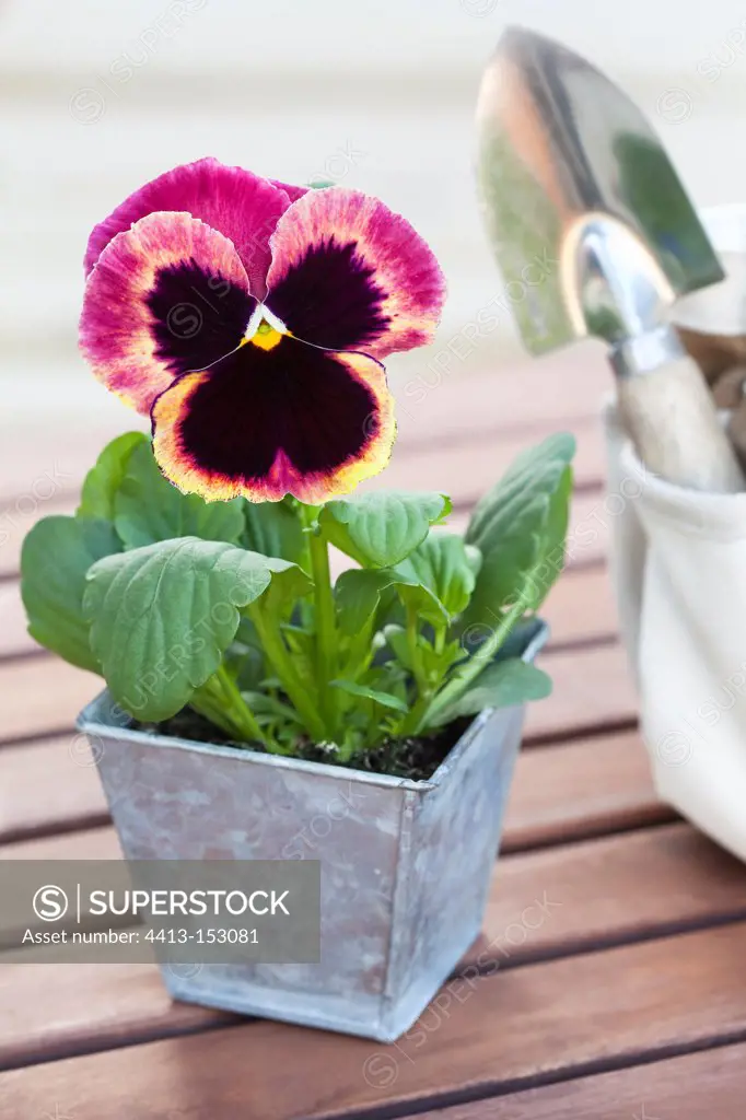 Large flowers Pansy and Transplanter on wooden table