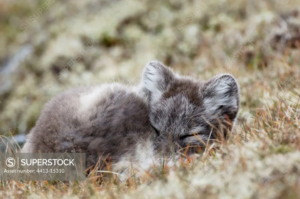 Arctic fox deadened Prins Carls Forland Svalbarg Norway