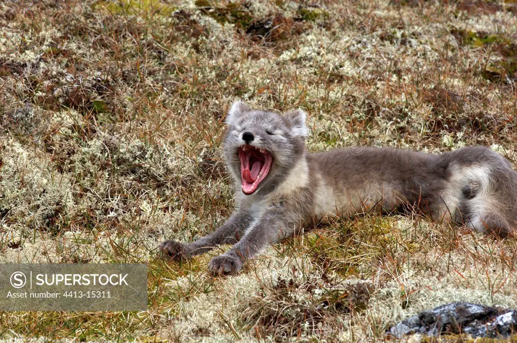 Young Arctic fox Prins Carls Forland Svalbarg Norway