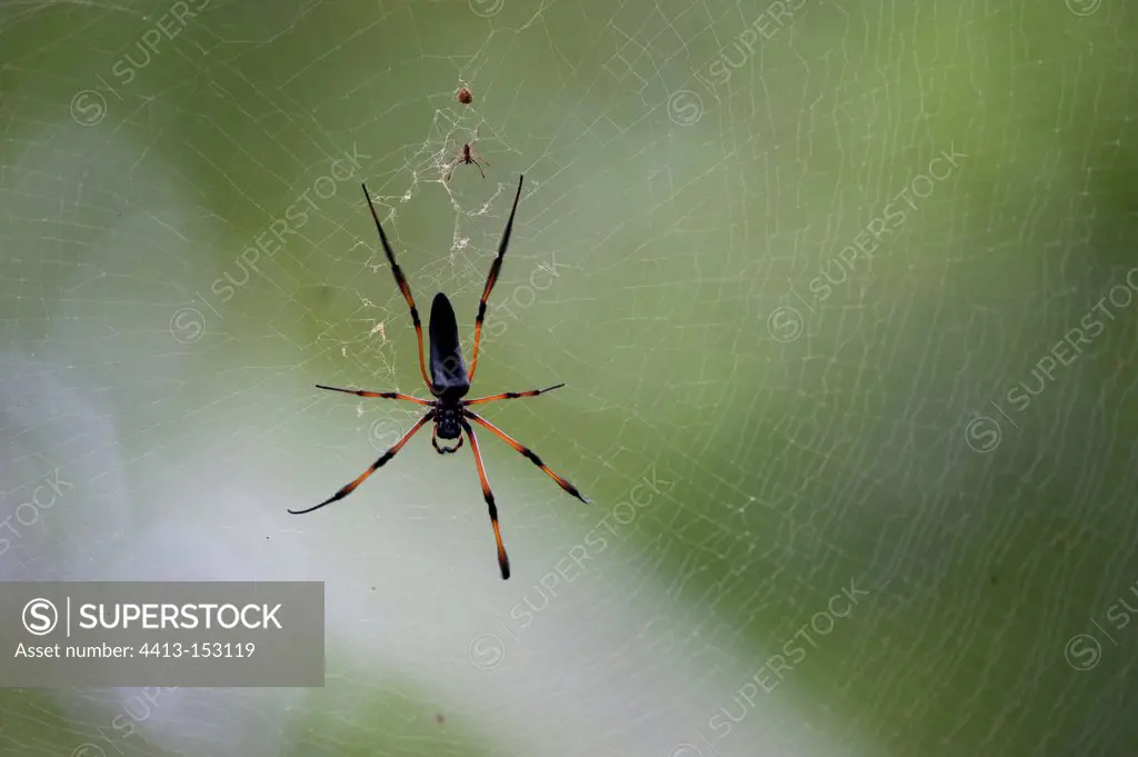 Spider on its web on the La Digue island