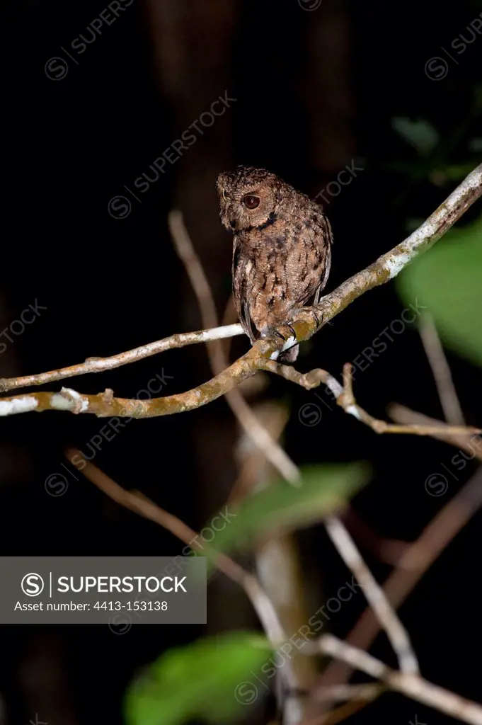 Seychelles Scops Owl on a branch Mahe Seychelles