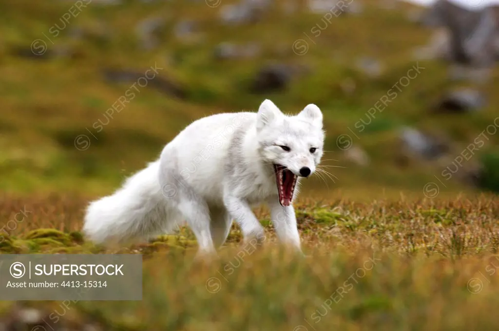 Arctic fox Northen cape Prins Carls Forland Svalbarg Norway