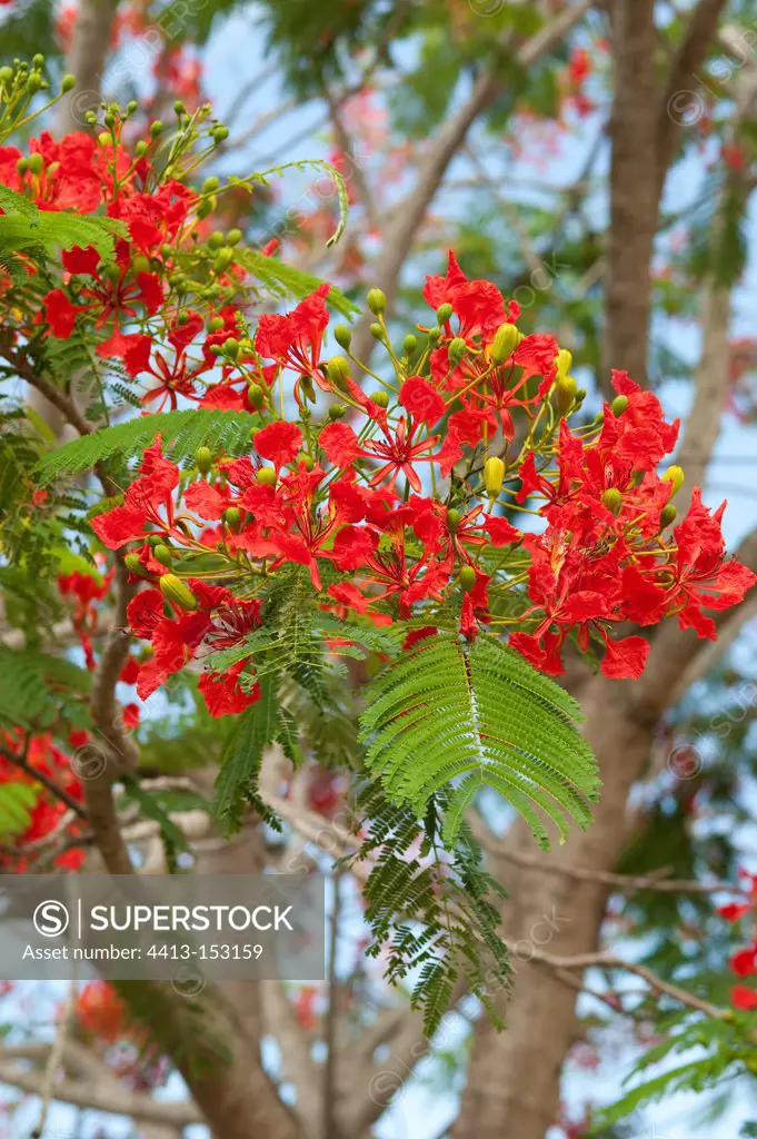 Flamboyant in bloom on the island of Mahe in the Seychelles