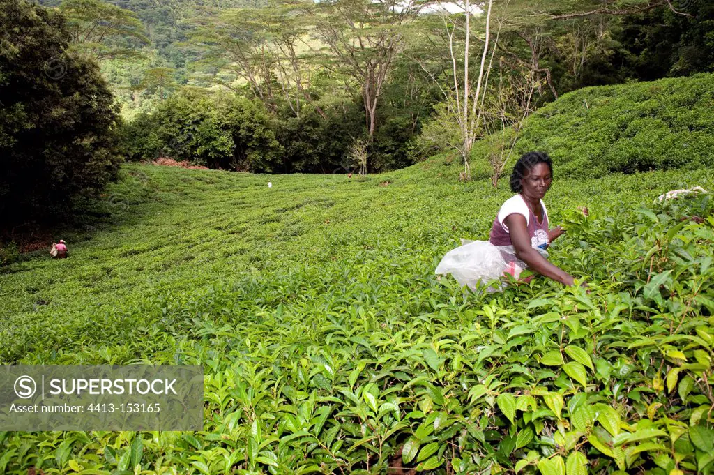 Tea picker on the island of Mahe in the Seychelles