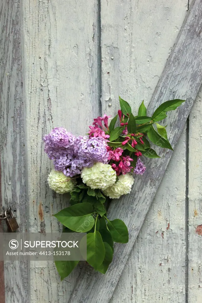 Bouquet of Lilacs and Viburnum orbi Weigelia on a door